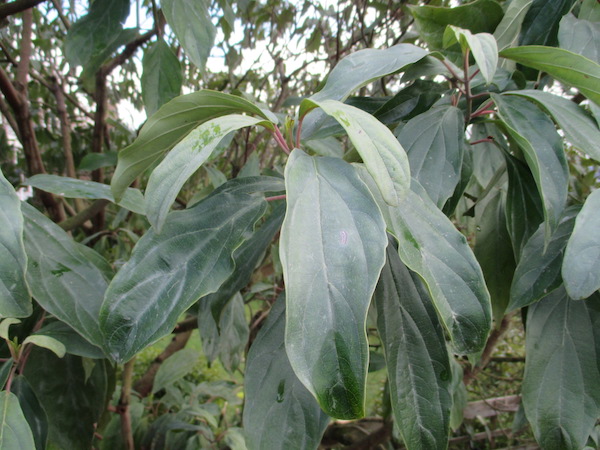 Viburnum cylindricum evergreen foliage